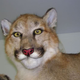 Illustration for article titled The Worlds Most Awkward Taxidermy